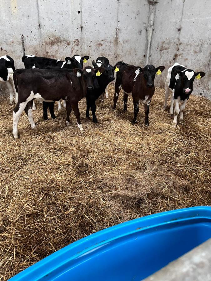 Lacken Farmyard Kilmihil ภายนอก รูปภาพ