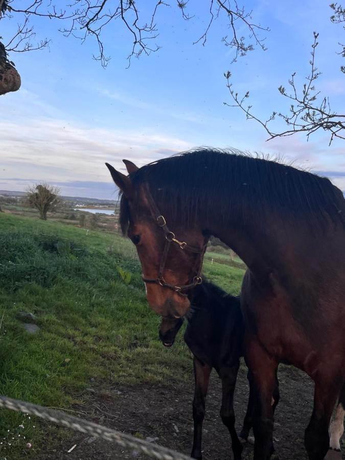 Lacken Farmyard Kilmihil ภายนอก รูปภาพ